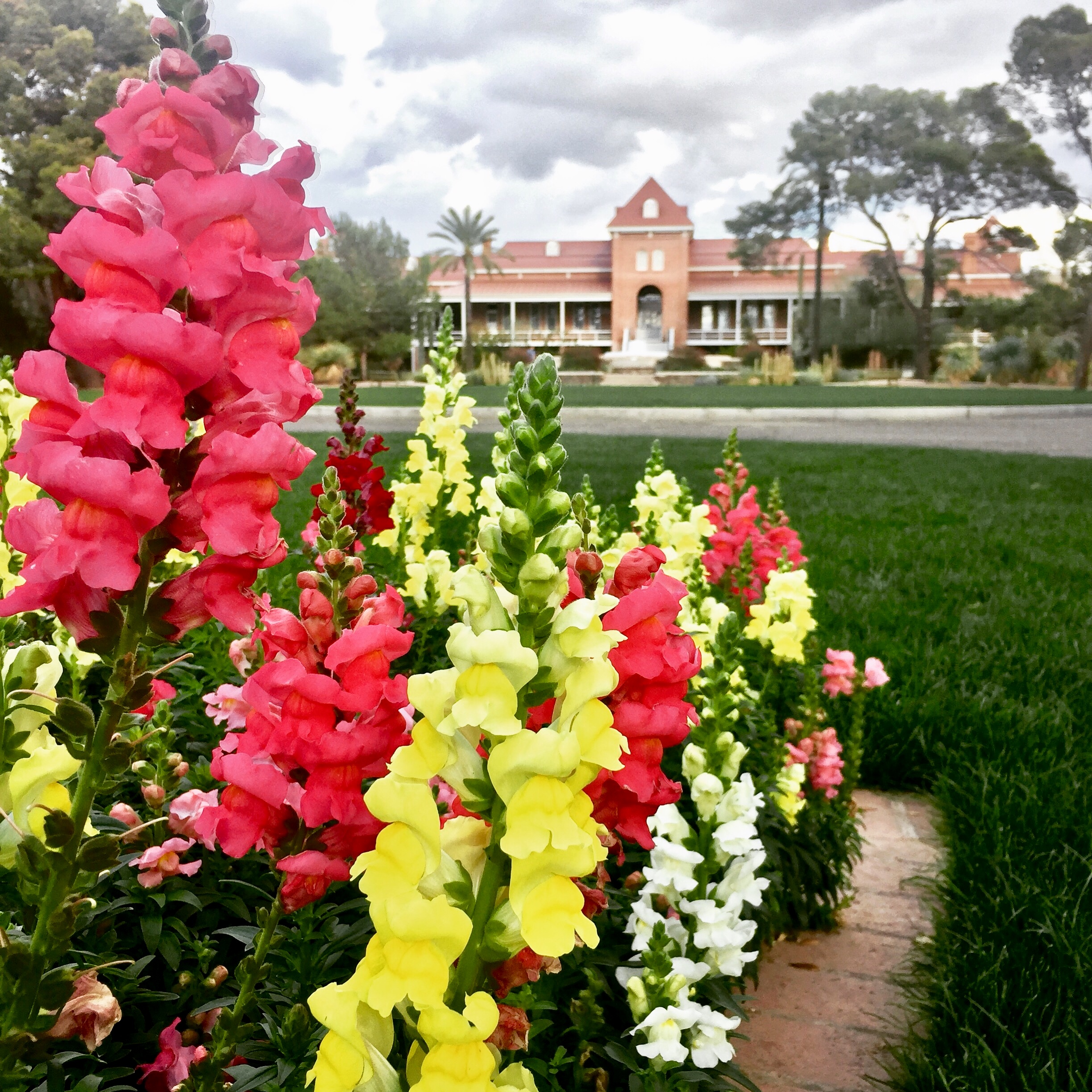 Spring flowers blooming in front of Old Main