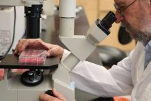 Dr. Charles Gerba examines a sample under a microscope in a University of Arizona lab