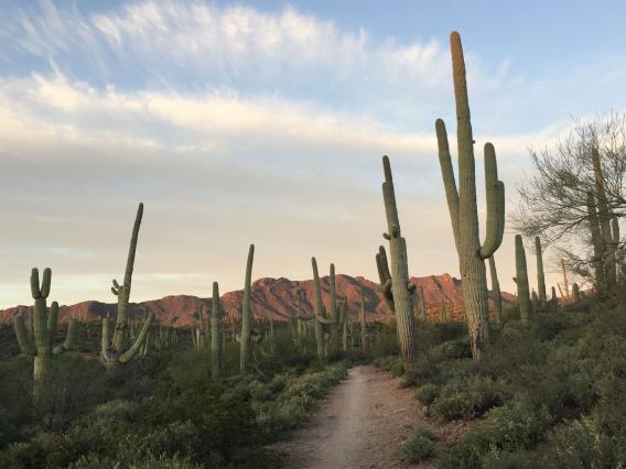 Saguaros on a nature trail