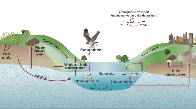 A diagram explaining how PFAS move through the environment